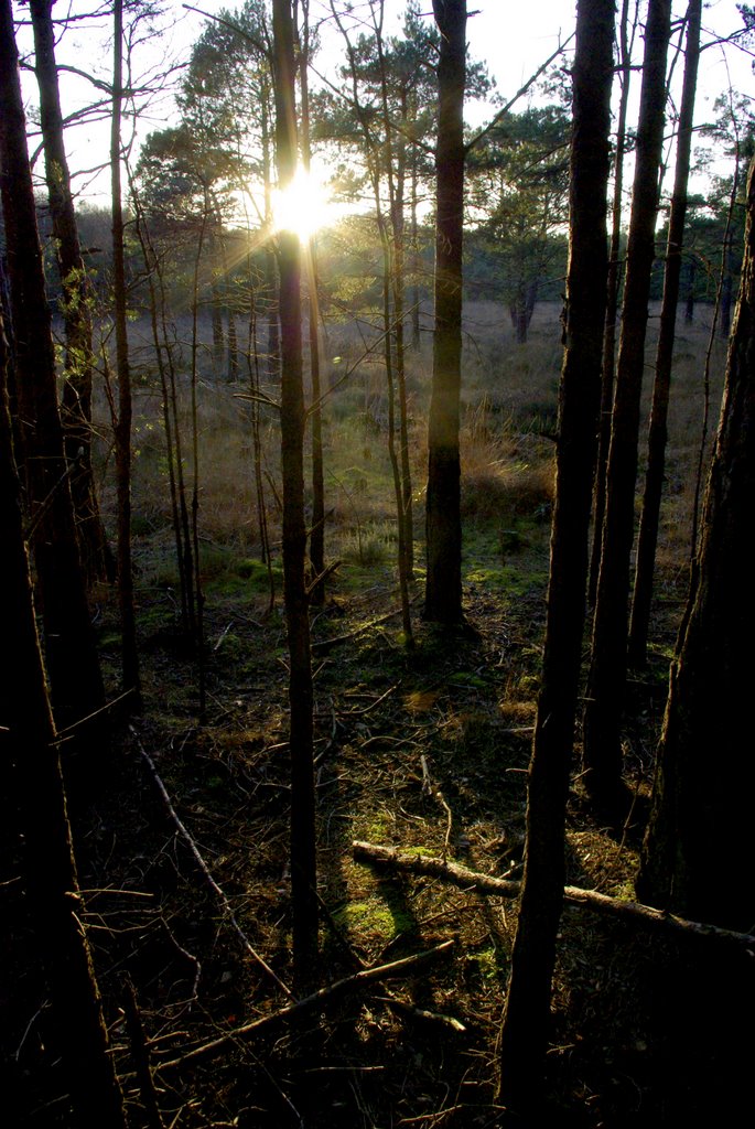 The edge of the dark wood by Graham Hobbs