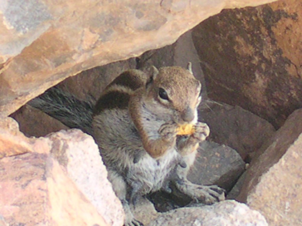 Fuerteventura - Betancuria - A las ardillas les gustan las galletas by Carloso Carloso