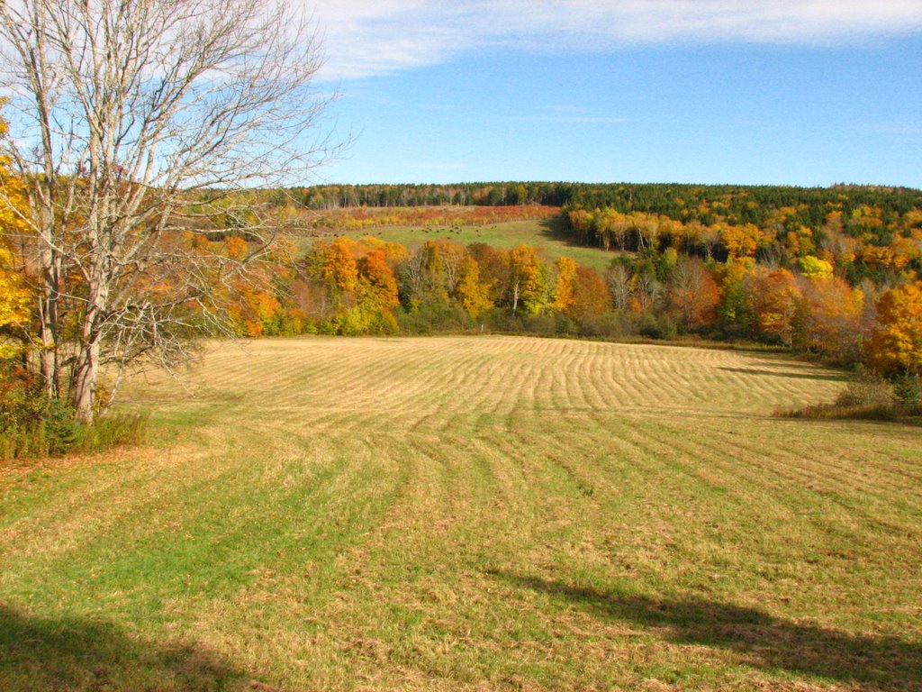 Bison grazing near The Falls, Nova Scotia by purple tramp