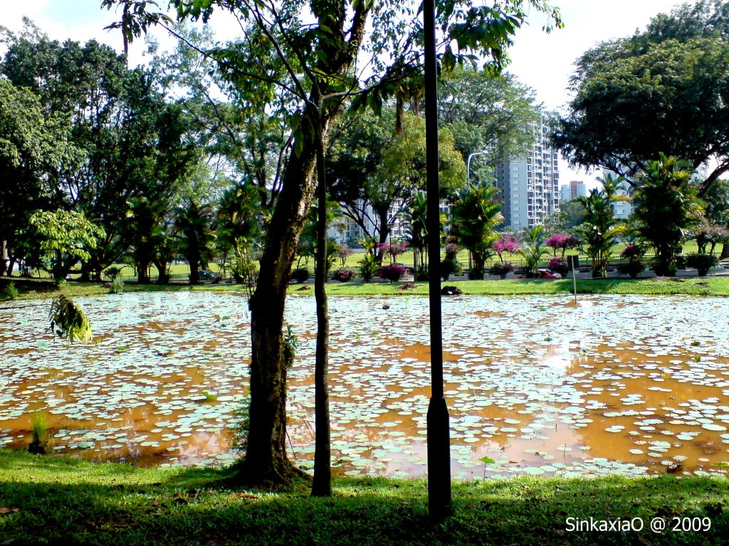 Ang Mo Kio Park by Sincere Photo