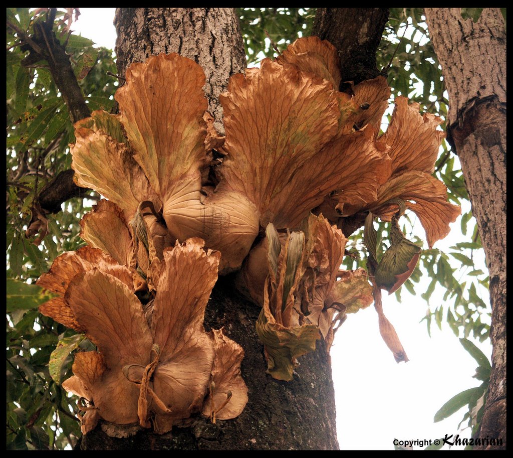 Congo- Platycerium Elephantotis by arch.khazarian