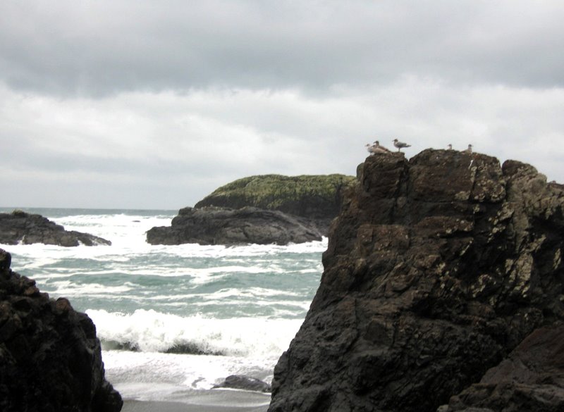 South Beach Trail, Pacific Rim National Park by djbeat