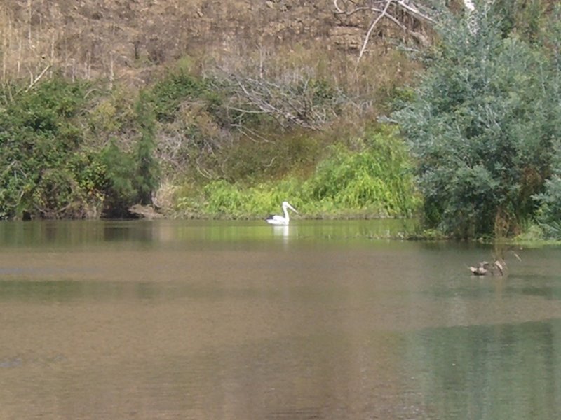 Murrumbidgee River at Shepherds by lat36s