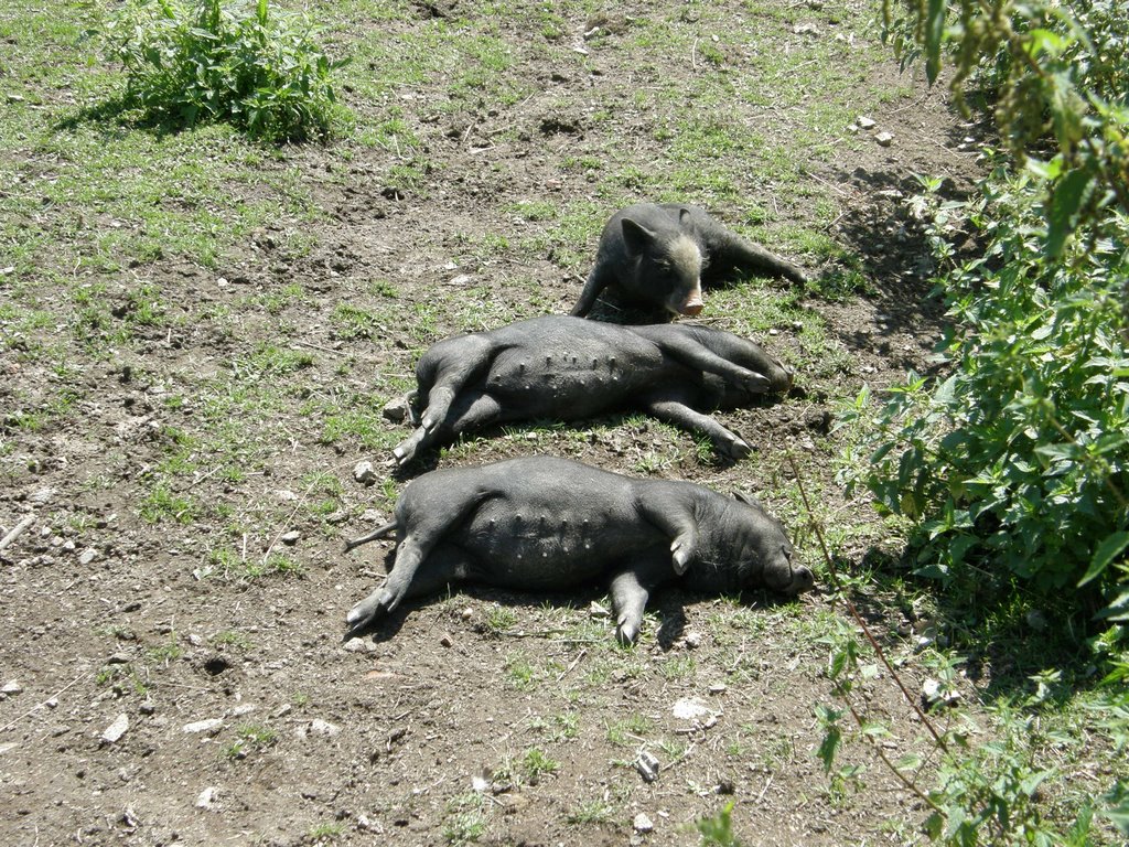 Sweet Dreams of Dvorec Borovany Zoo 2008 by sasharivman