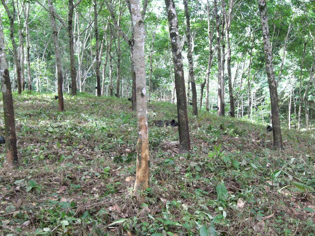 Rubber trees, plantation by koen schenke