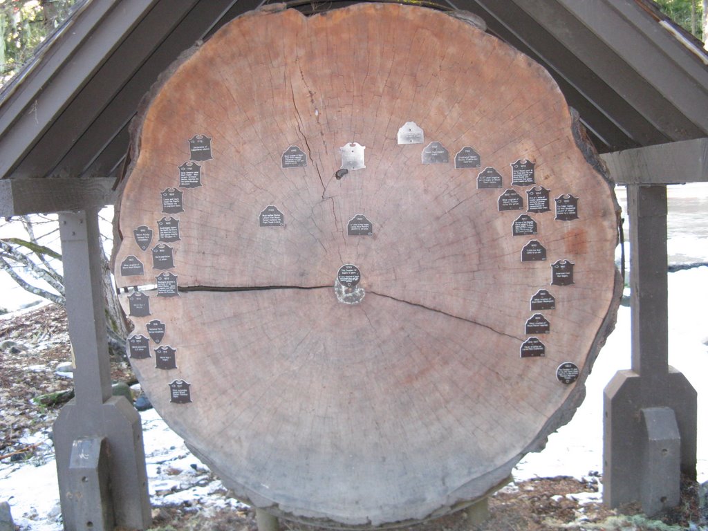 Tree with date marks, Mt Rainier National Park by donaldb