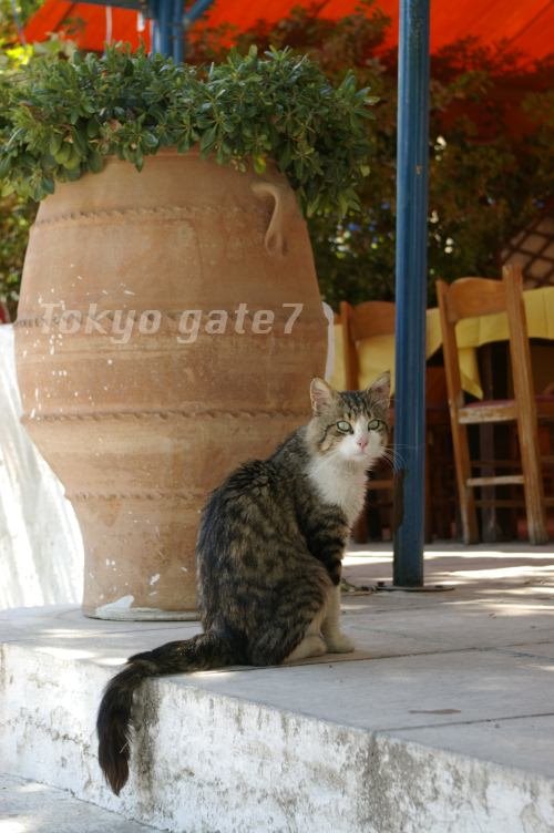 Rafina 2007 (cat) by tokyo gate7