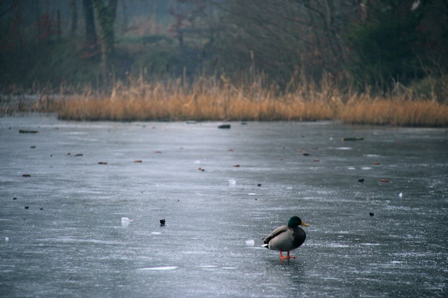 Frozen Lake by W@Z