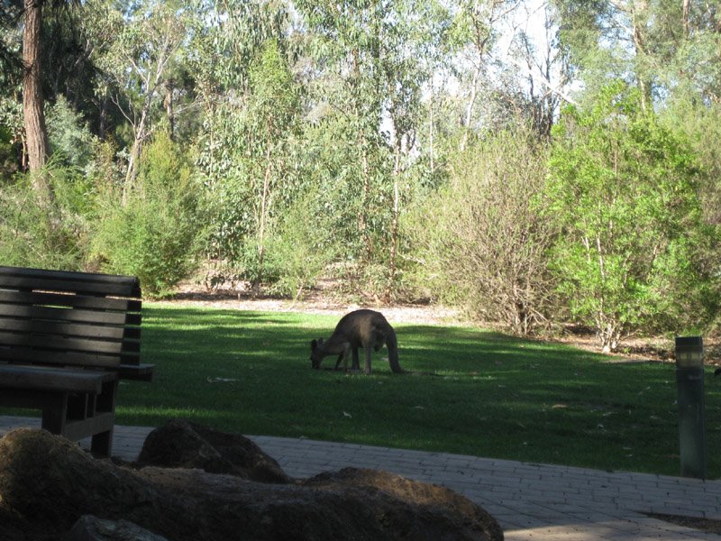 Botanic Garden, Kangaroo by AO2232