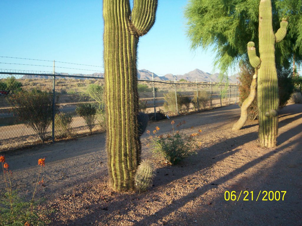 SEguro Catus and Mountains - Phoenix by rnsimmons