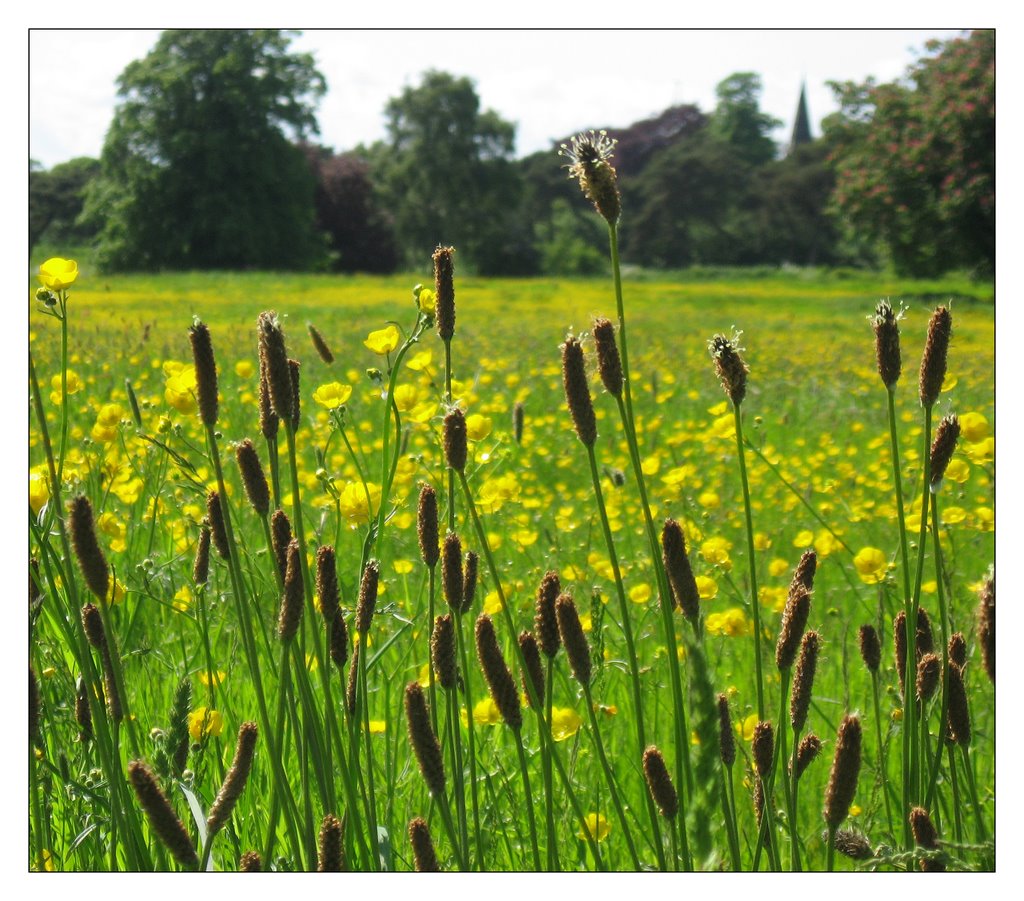 Spring Meadow 1 by Desmond Riordan