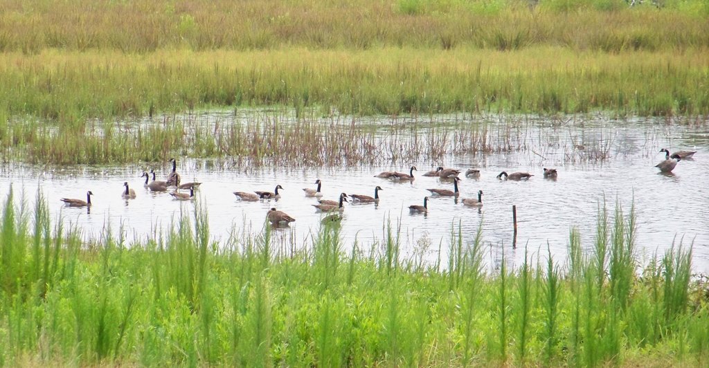 Geese at Neck Road Nature Preserve by Kevin Childress