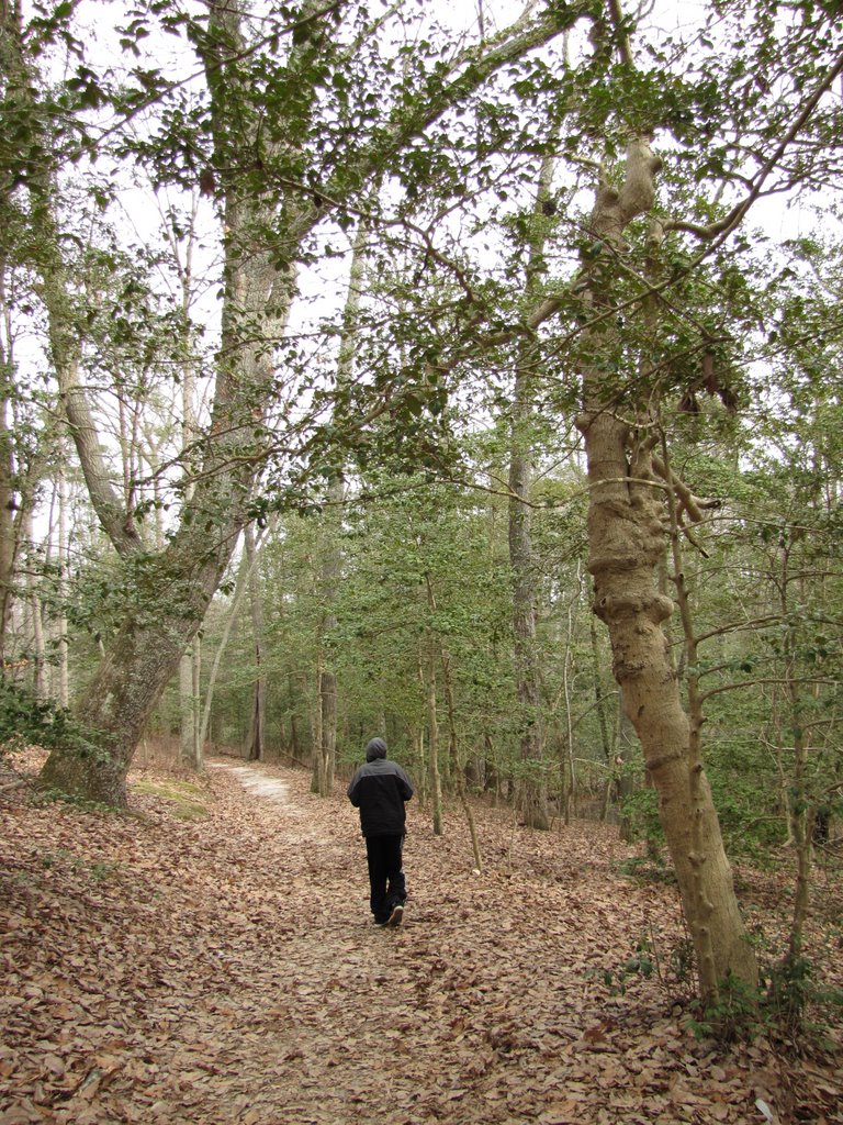 Calvert Cliffs Holly Forest by Chris Sanfino