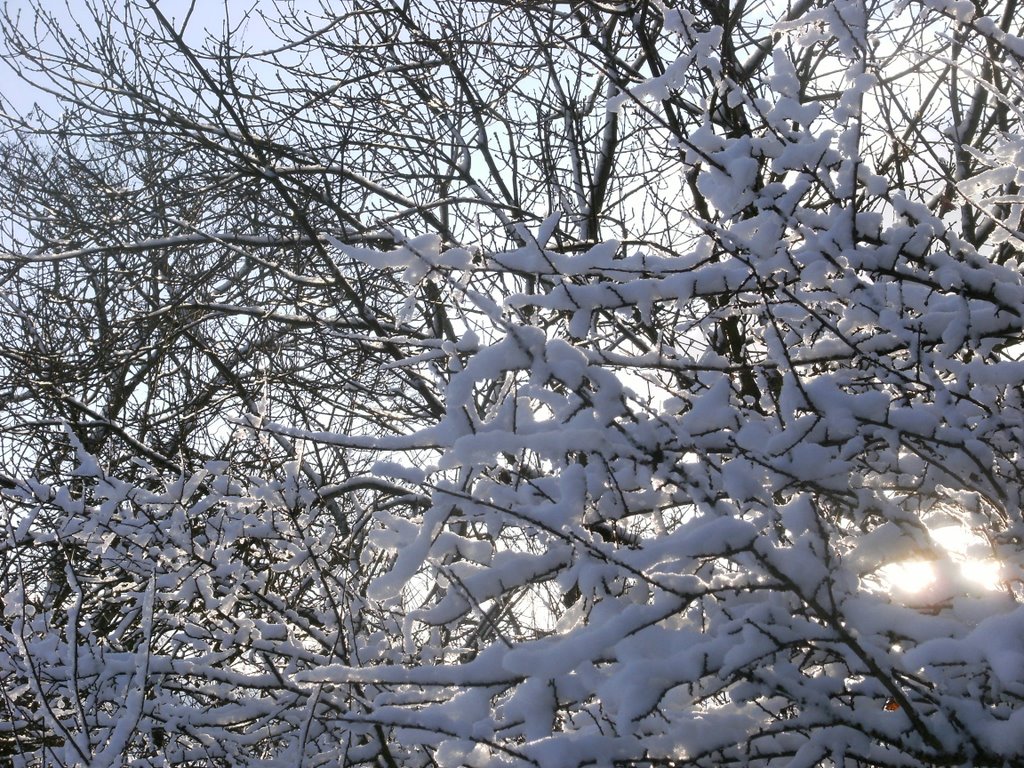 Snow on the branches. by courtney7399