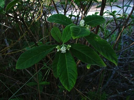 Psychotria loniceroides (Rubiaceae) by Greg Steenbeeke