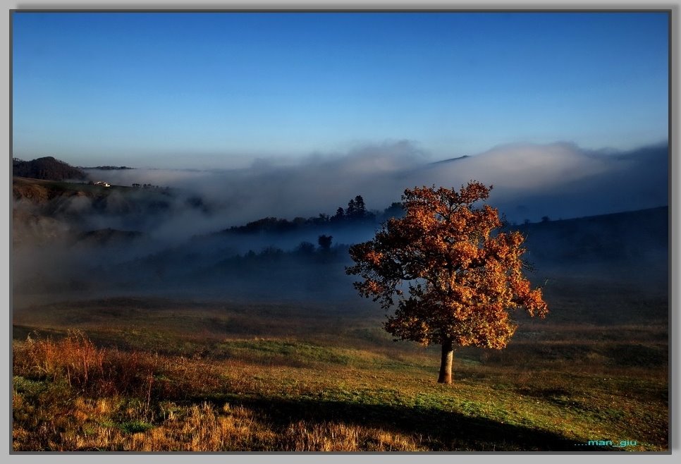 Solitary tree ( devoted to Antonella ) by .... man_giu....