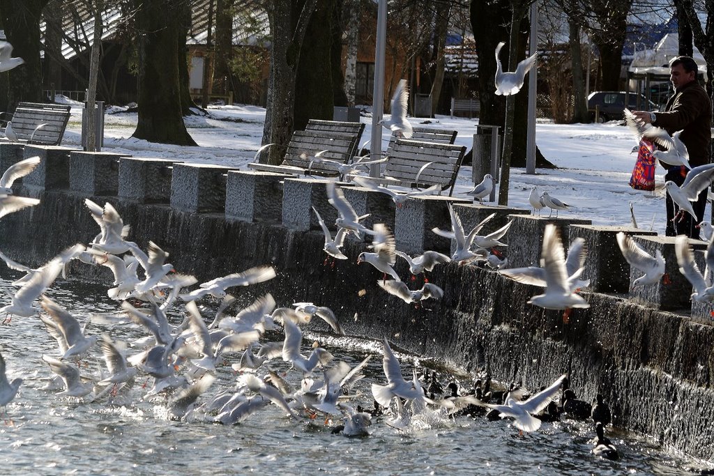 Möwen Fütterung am Mondsee by Hartl