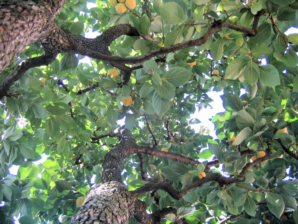 [2008] Bagnarola di Budrio - Giardino 001 by Marco Maranesi