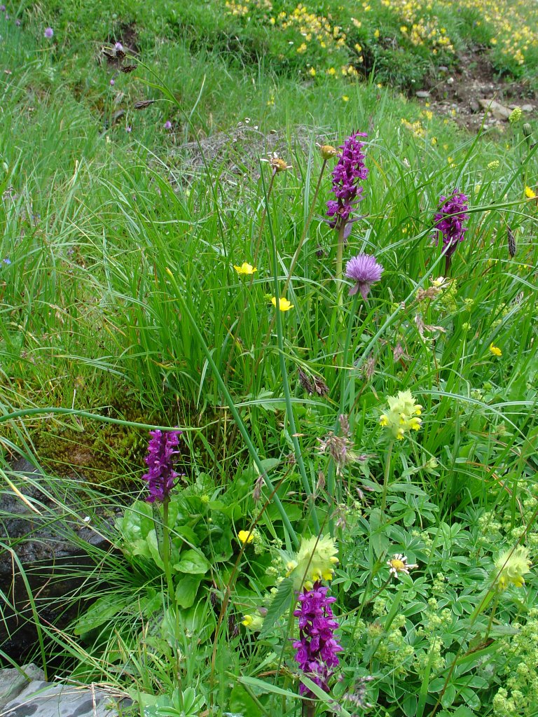 Orchids (Knabenkraut) near Engstlensee - CH by Rudolf Walther