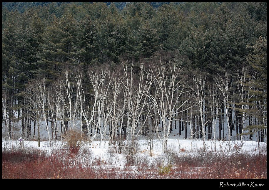 Birch Row by Robert Allen Kautz