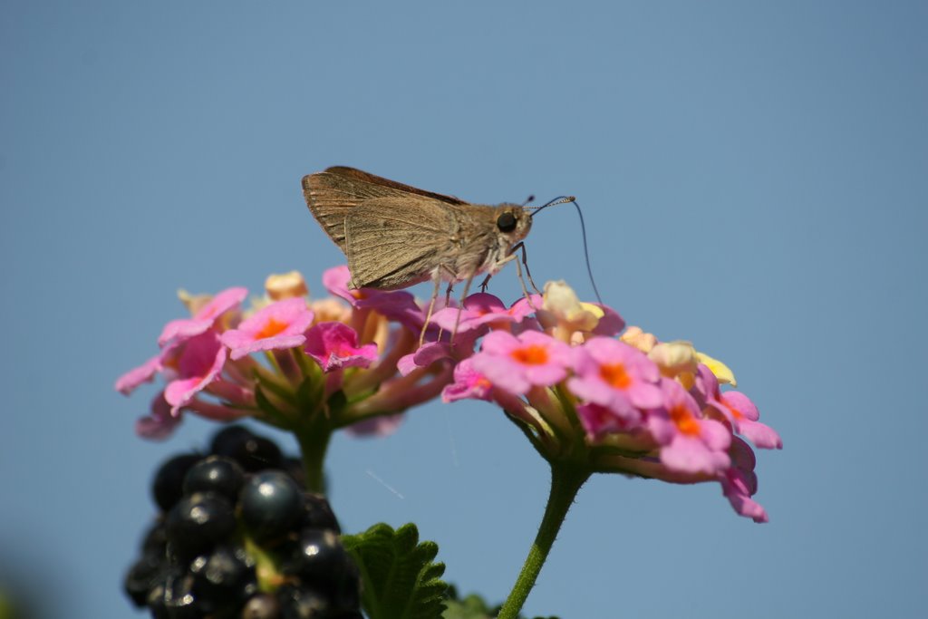 Butterfly and flowers by Kimmo Lahti