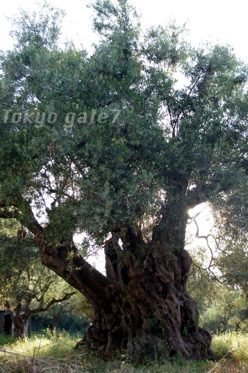 Zakynthos 2007 (Tsilivi) by tokyo gate7