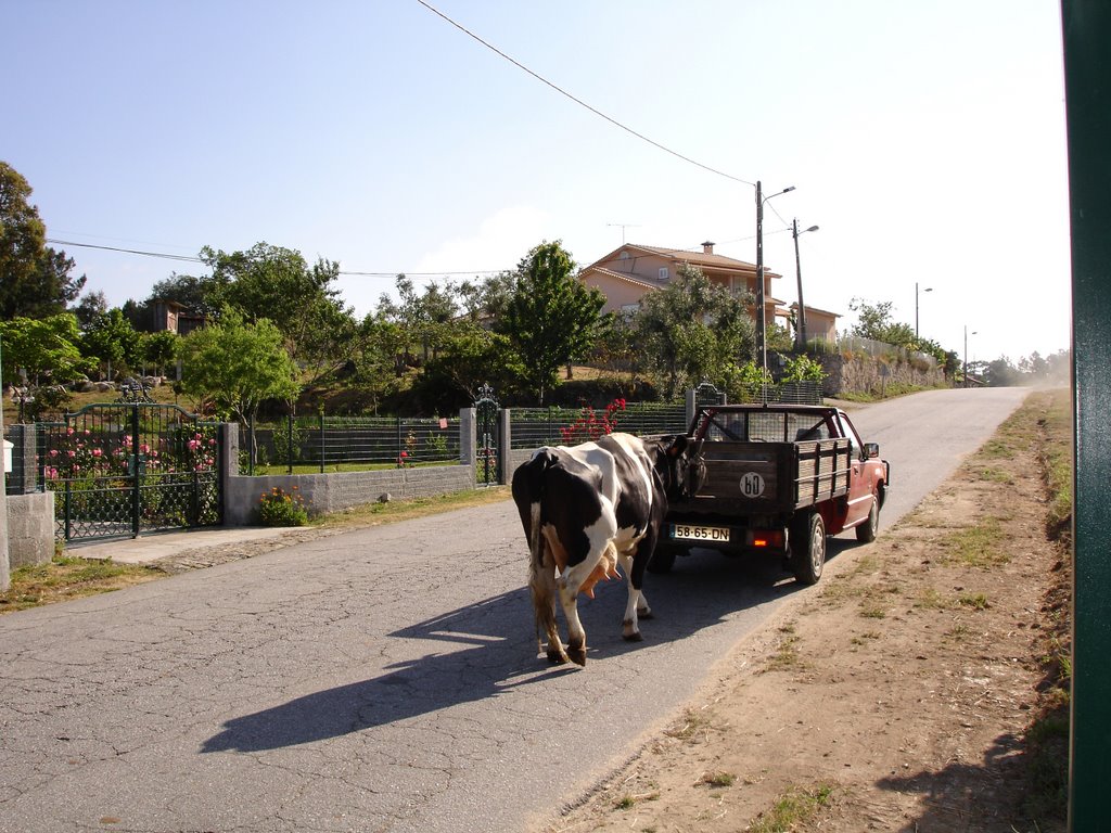 VACA LEITEIRA ACOMPANHANDO CARRINHA by PAUVARES