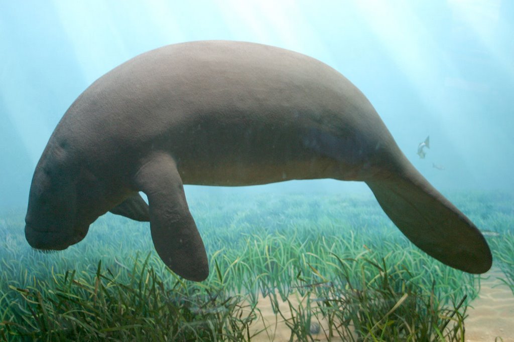 Museum of Natural History - Manatee by edavies