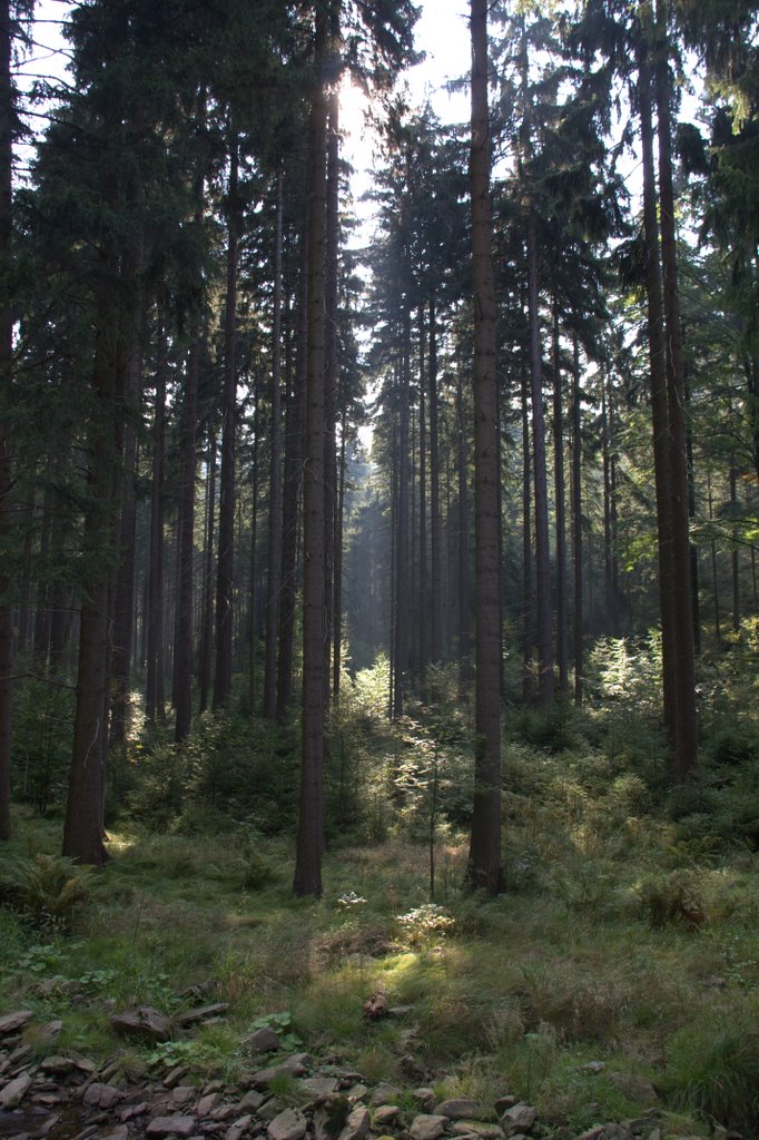 Sonne im Wald by Huehnchen