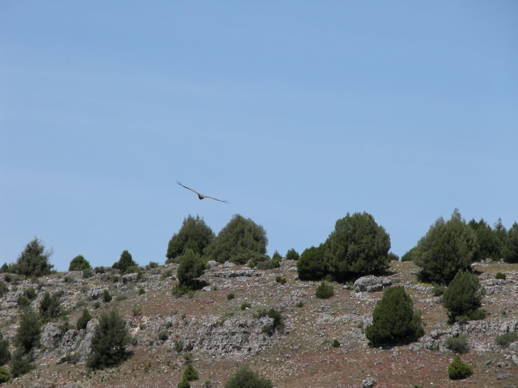 Segovia, Hoces del Duraton Vuelo de Buitre by Miguel Angel Domíngu…