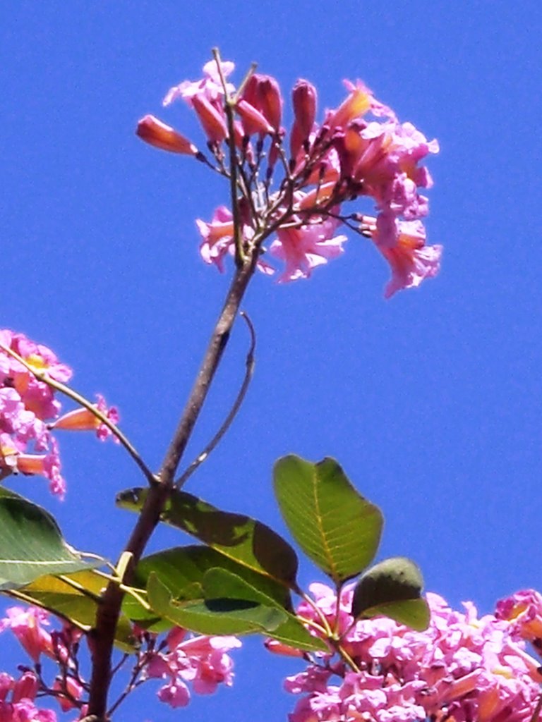 Detalhe do ipê rôxo no mês de junho - Dourados - Mato Grosso do Sul - MS - Brazil by Paulo Yuji Takarada