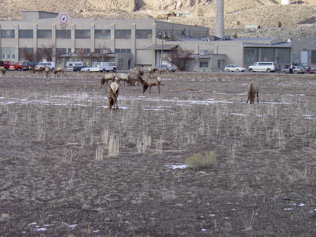 Elk in Gardiner, MT - Feb 2003 by Mike Stuckey