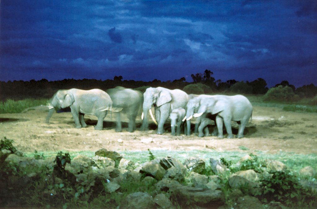 Kenya - Elephants Meeting by Roberto Rubiliani