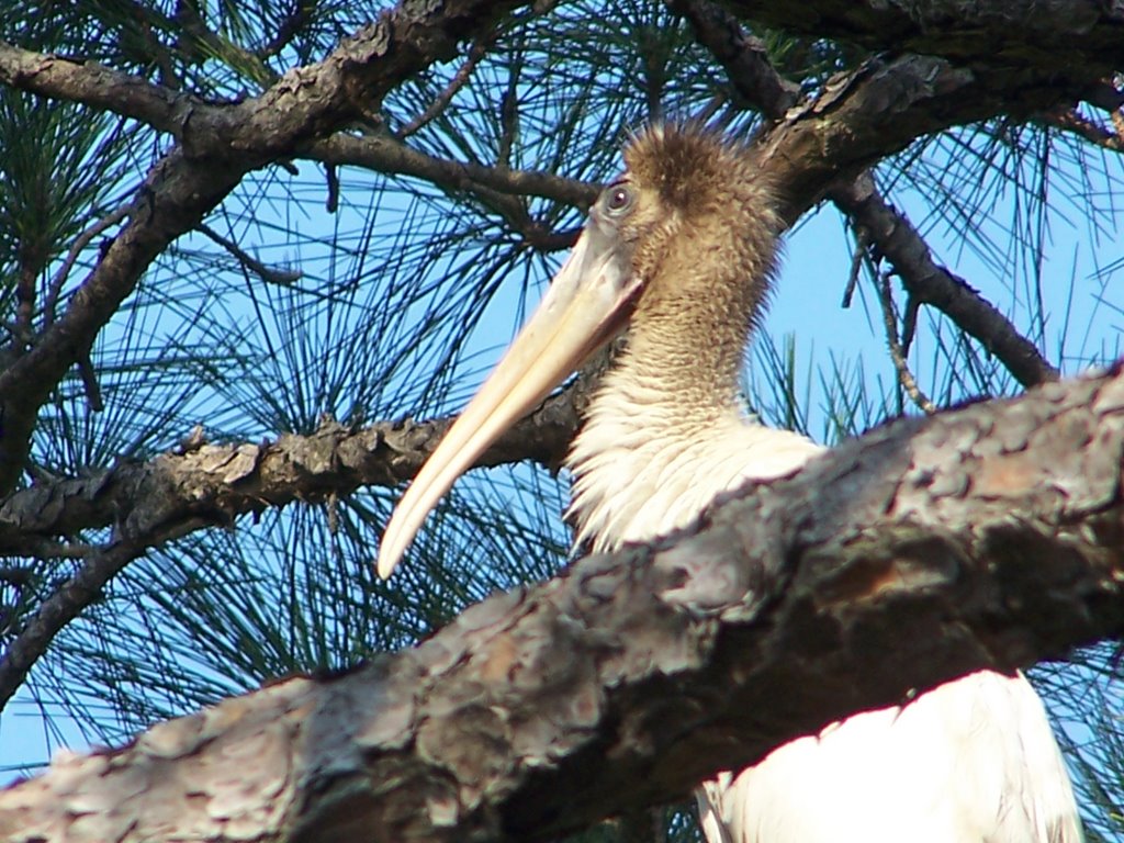 A Wood Stork by Keith N. Altham