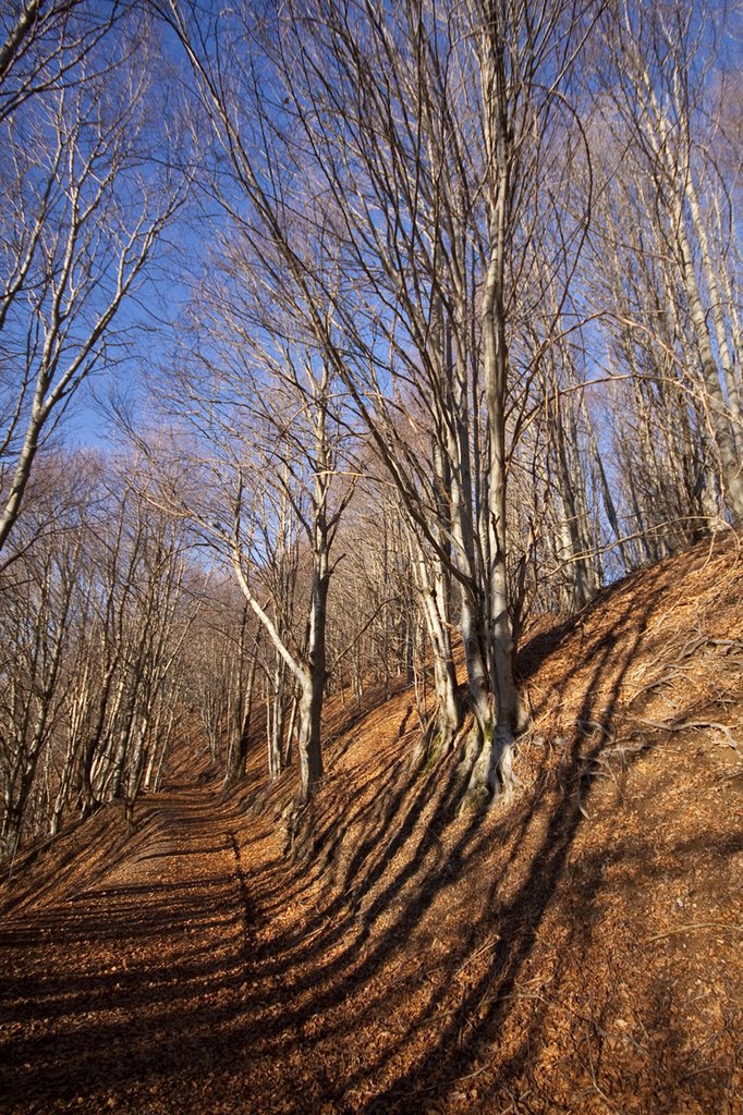 Faggi ed Ombre sul Monte Caucaso (Gennaio 2010) by GiamesPhoto (Giacomo A. Turco)