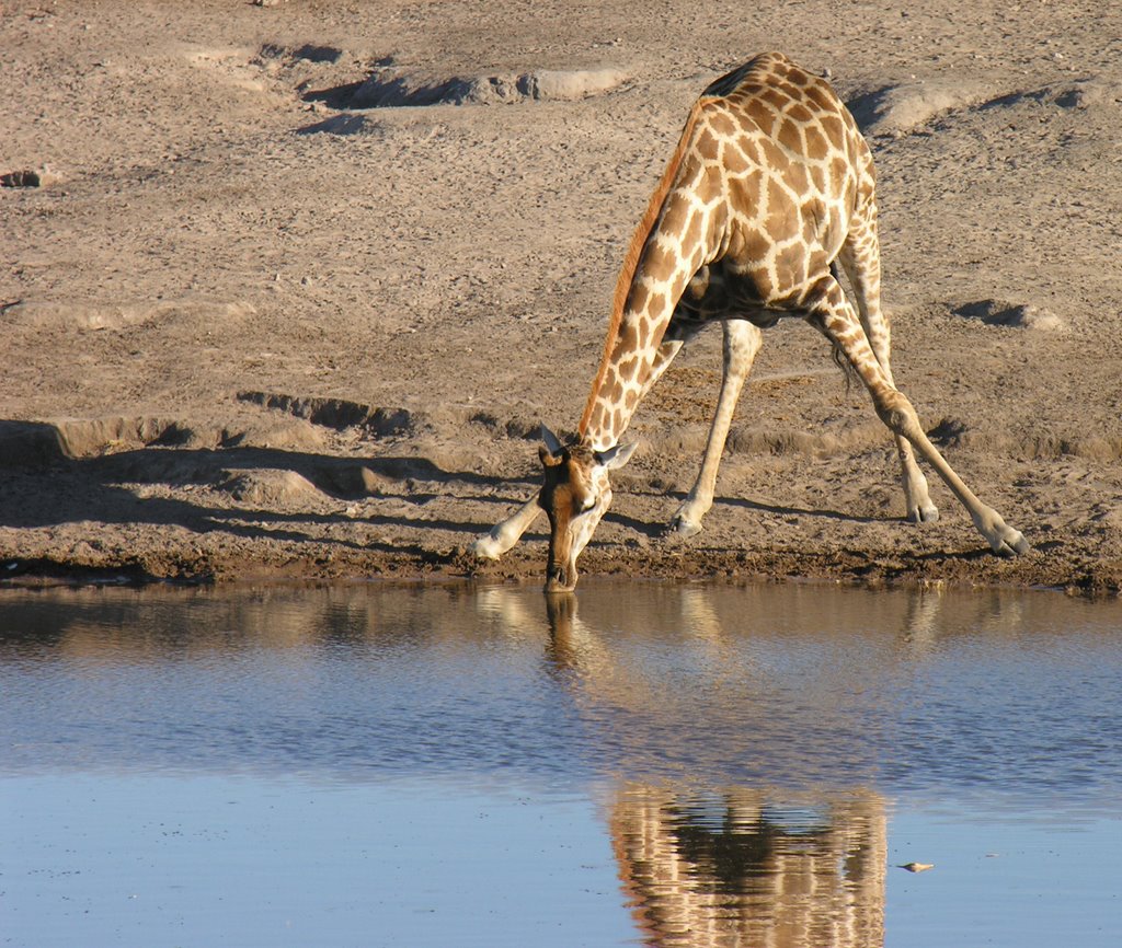 Giraffe in Etosha by Nagy Andor