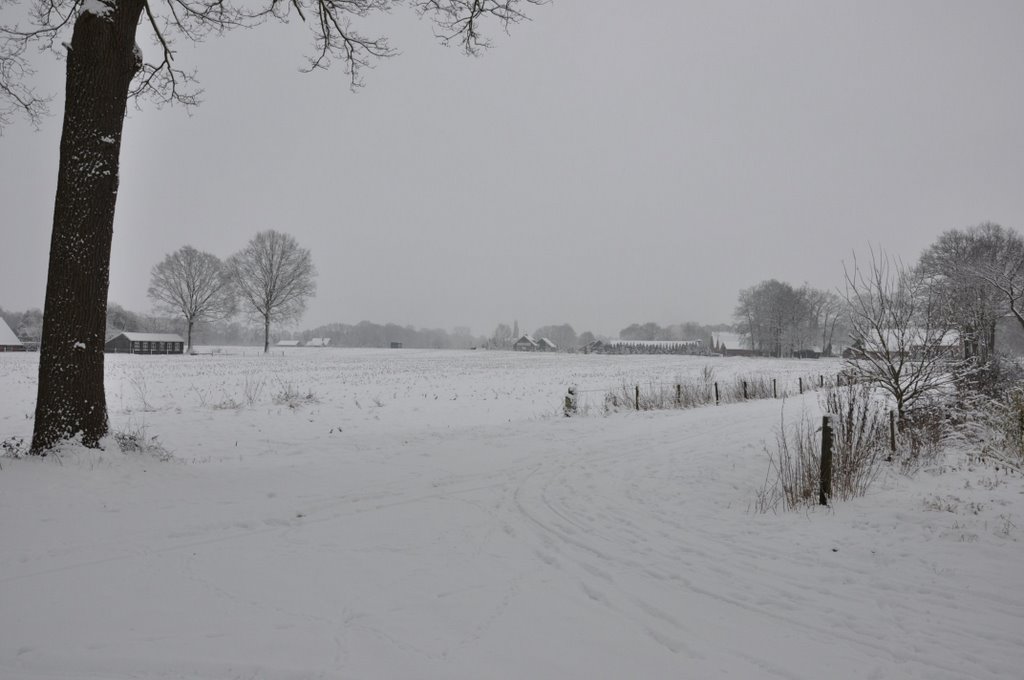 Winter Kotten by M.F. Naaldenberg