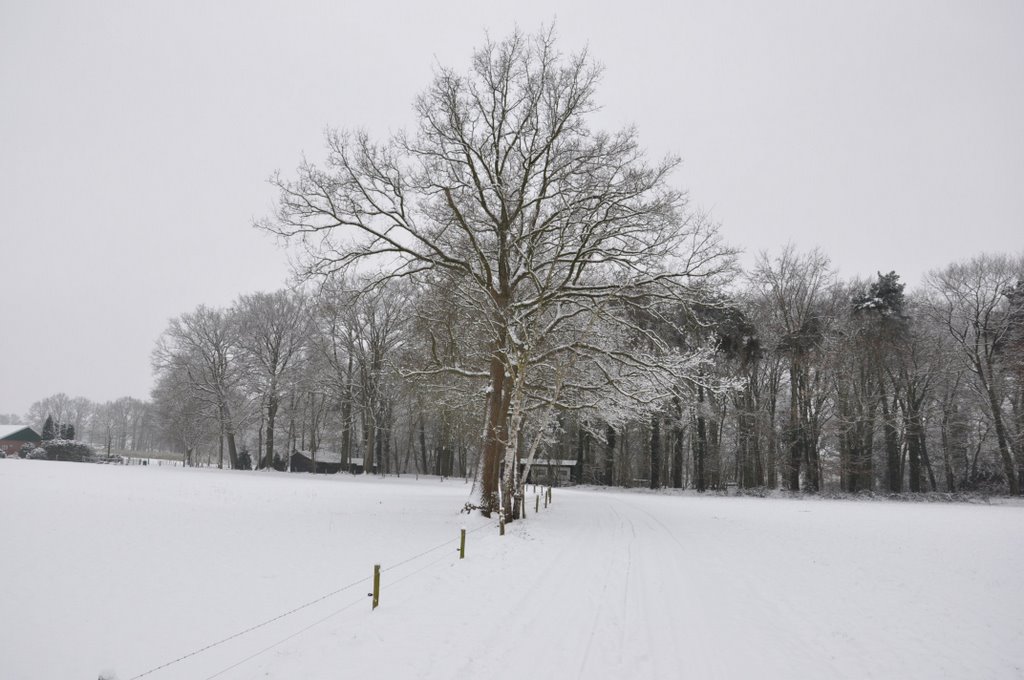 Winter Kotten by M.F. Naaldenberg