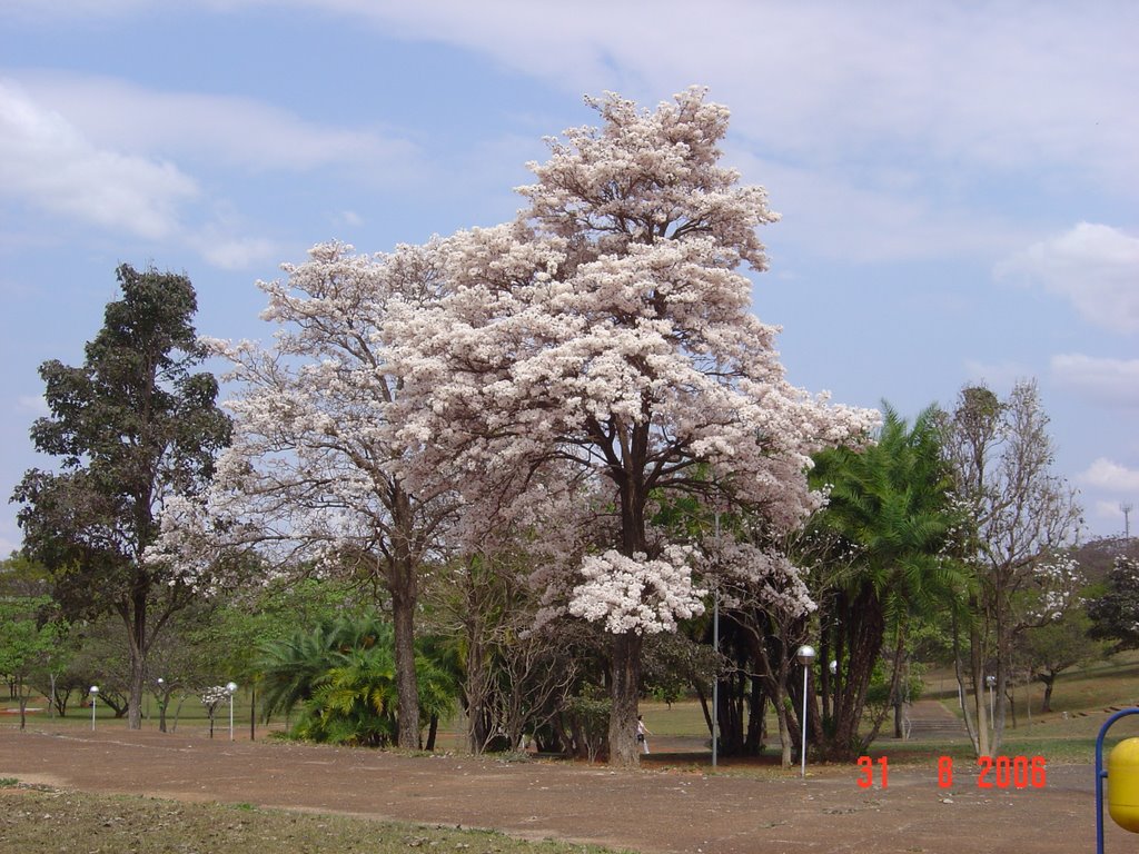 Ipê Branco - Tabebuia Roseo-alba - at UnB - Brasilia University Campus by Fabio de Novaes Filh…