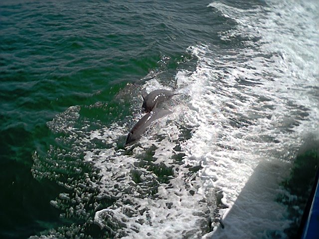 Porpoises near Sanibel Island by palopaul