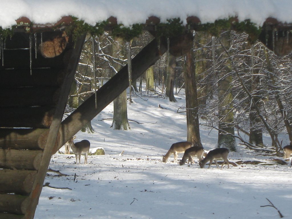 Wildgehege im Wasenwald by WEOSRA