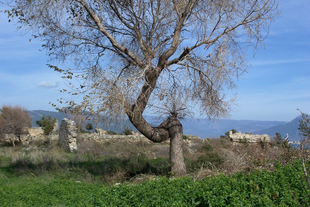 Anamur - Anamurium, twisted tree inside the ruins, NNE view by Andreas Czieborowski