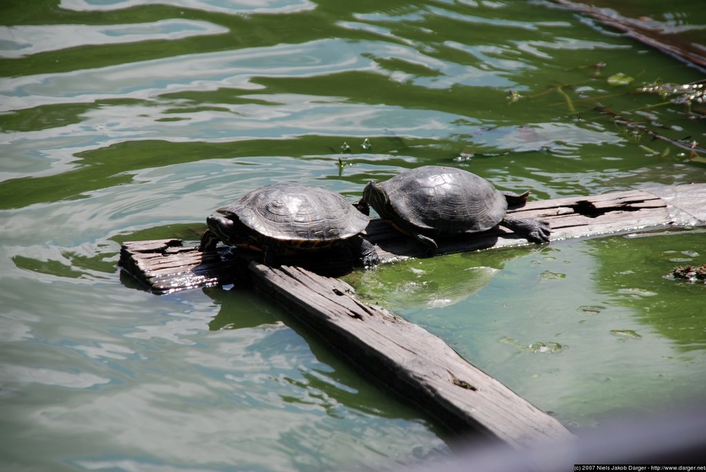 2007-05-28 Turtles in Ueno Park by Jakob Darger