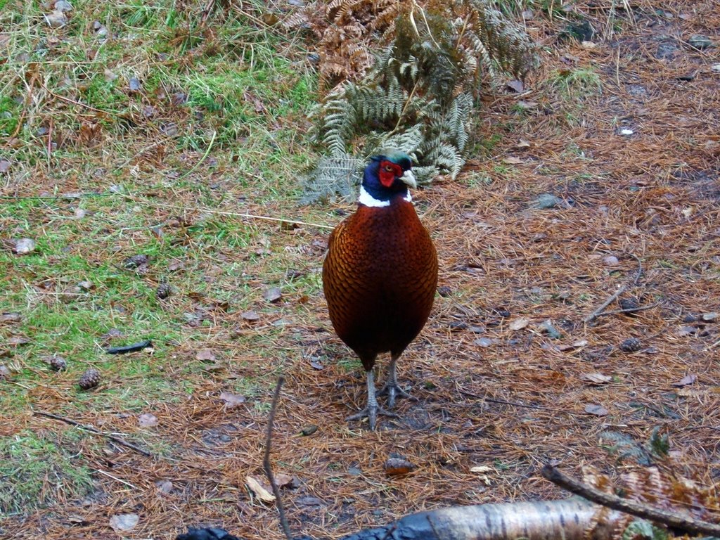 Peacock at Oasis by garyfieldhouse