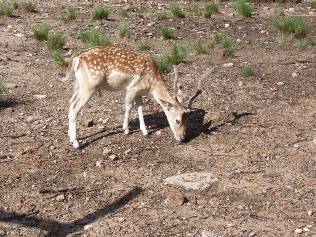 Zoologico Cordoba, Bambi by Ricardo Ciotti