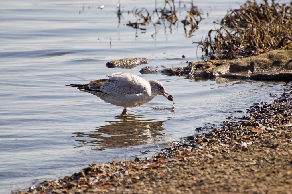 Shore Browsing by gingerlimes