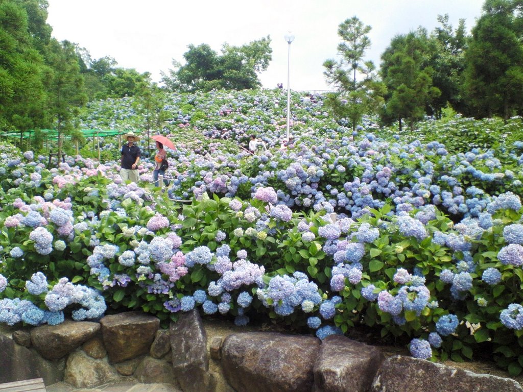 Tonboike koen - 蜻蛉池公園あじさい園 by pany777