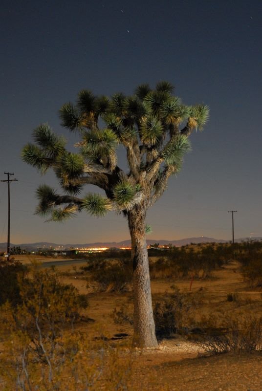 Joshua tree at night by Airspeed Photo