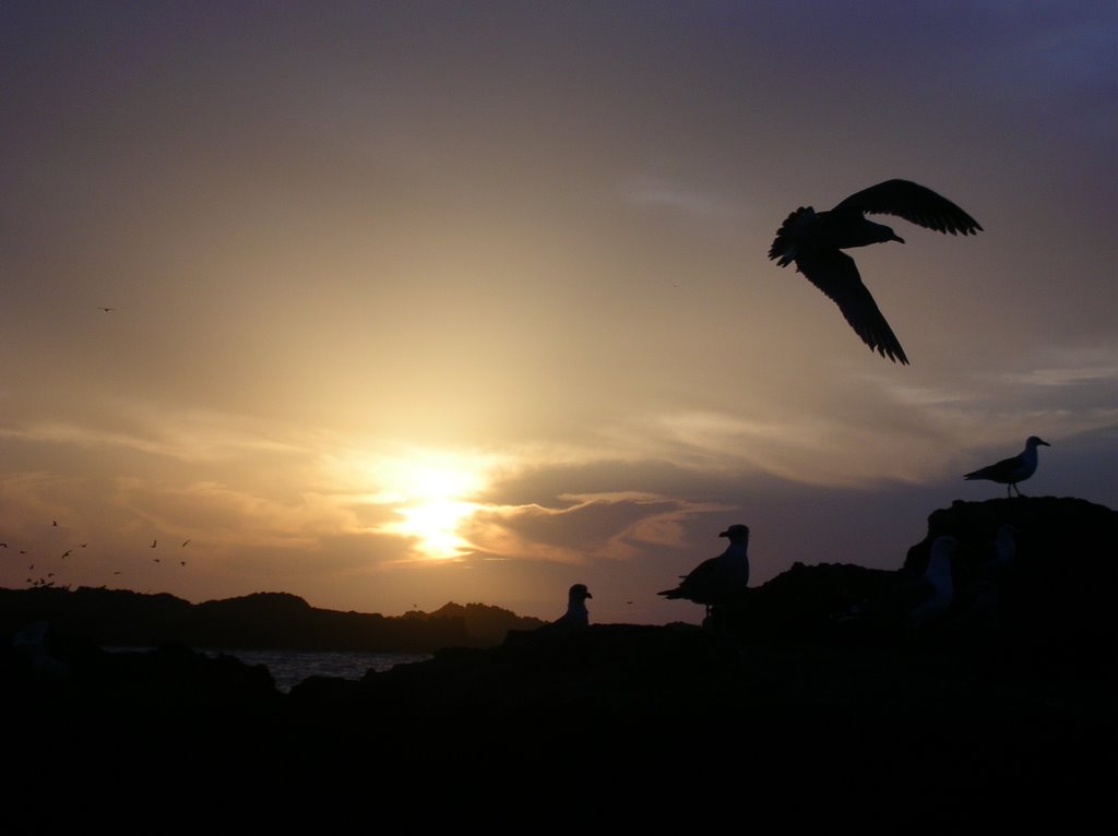 Essaouria seagulls sunset by thomas k