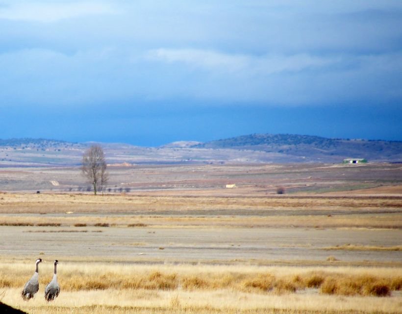 Dos Grullas en la Laguna de Gallocanta by Alberto Quagliaroli CM